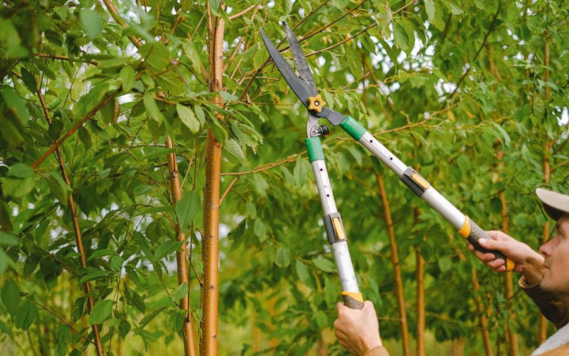 Tree trimming in Harrisville, WV