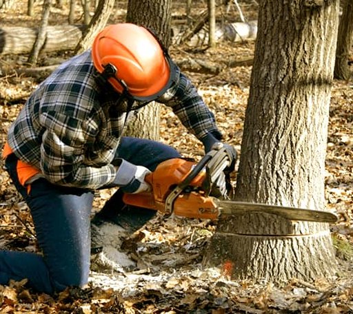 Tree Removal in Harrisville, WV